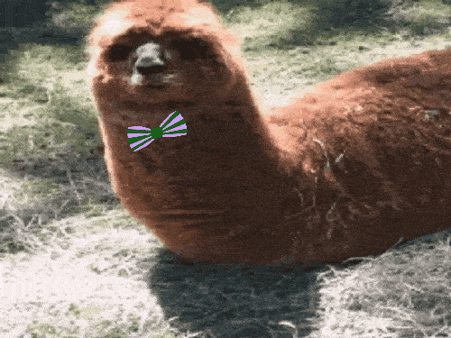 lama
